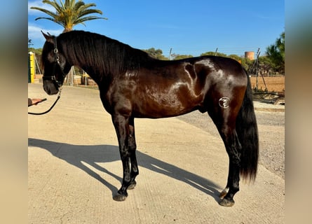 PRE Mix, Stallion, 4 years, 16 hh, Black