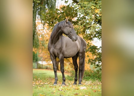 PRE, Stallion, 4 years, 16 hh, Black