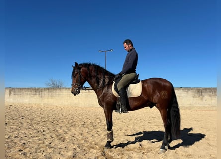 PRE, Stallion, 4 years, 16 hh, Brown