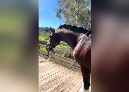 PRE Mix, Stallion, 4 years, 16 hh, Brown