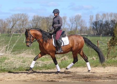 PRE Mix, Stallion, 4 years, 16 hh, Brown