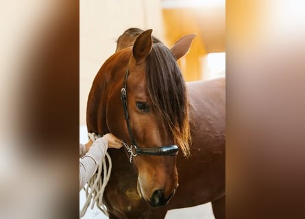 PRE, Stallion, 4 years, 16 hh, Brown