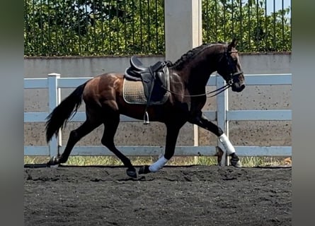 PRE Mix, Stallion, 4 years, 16 hh, Brown