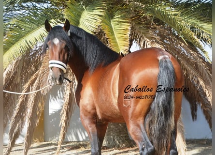 PRE, Stallion, 4 years, 16 hh, Brown