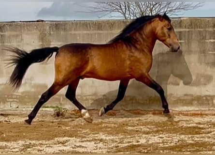 PRE, Stallion, 4 years, 16 hh, Buckskin