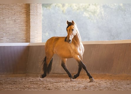 PRE Mix, Stallion, 4 years, 16 hh, Buckskin