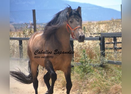 PRE Mix, Stallion, 4 years, 16 hh, Buckskin