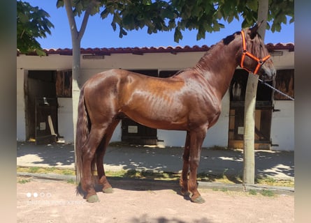PRE, Stallion, 4 years, 16 hh, Chestnut-Red