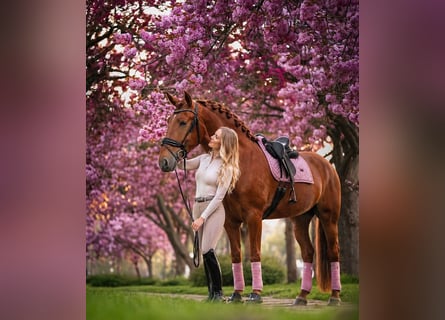 PRE, Stallion, 4 years, 16 hh, Chestnut-Red