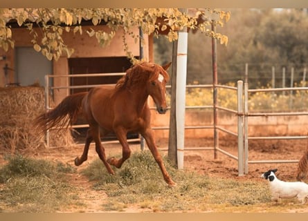 PRE, Stallion, 4 years, 16 hh, Chestnut-Red