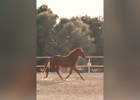 PRE, Stallion, 4 years, 16 hh, Chestnut-Red