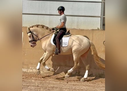 PRE Mix, Stallion, 4 years, 16 hh, Cremello