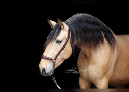 PRE, Stallion, 4 years, 16 hh, Dun