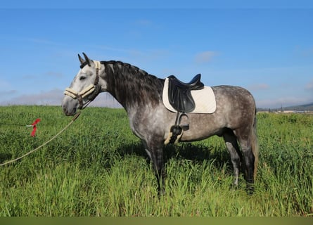 PRE Mix, Stallion, 4 years, 16 hh, Gray