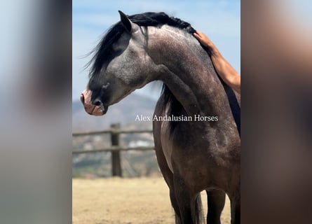 PRE Mix, Stallion, 4 years, 16 hh, Grey-Dapple
