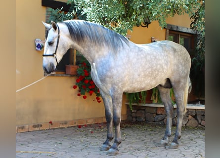 PRE, Stallion, 4 years, 16 hh, Grey-Dapple