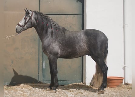 PRE, Stallion, 4 years, 16 hh, Grey