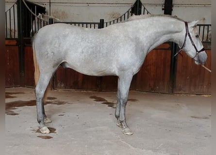 PRE Mix, Stallion, 4 years, 16 hh, Grey