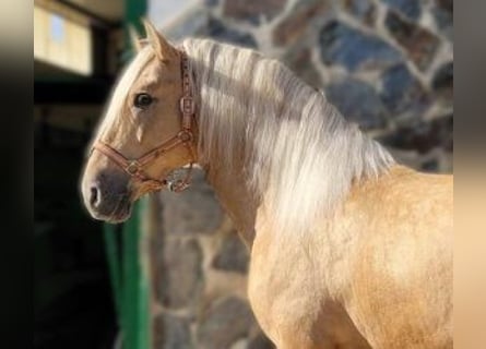 PRE Mix, Stallion, 4 years, 16 hh, Overo-all-colors