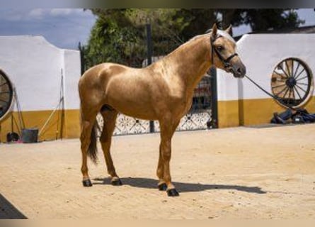 PRE Mix, Stallion, 4 years, 16 hh, Palomino