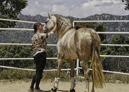PRE Mix, Stallion, 4 years, 16 hh, Pearl