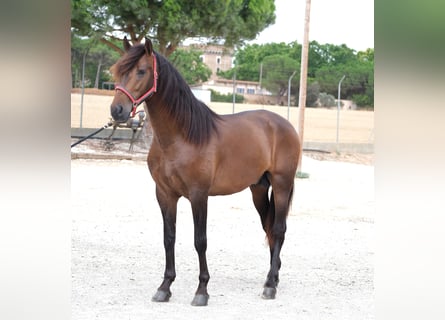 PRE Mix, Stallion, 4 years, 16,1 hh, Bay-Dark