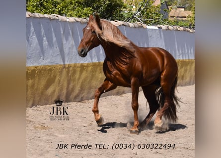PRE Mix, Stallion, 4 years, 16,1 hh, Chestnut-Red
