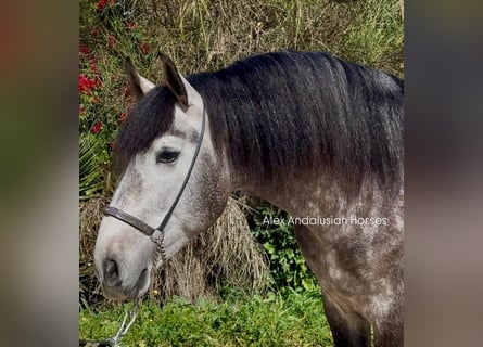 PRE Mix, Stallion, 4 years, 16,1 hh, Grey-Dapple