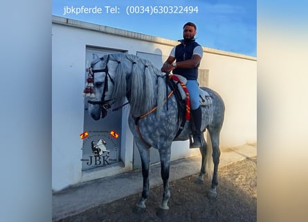 PRE Mix, Stallion, 4 years, 16,1 hh, Grey