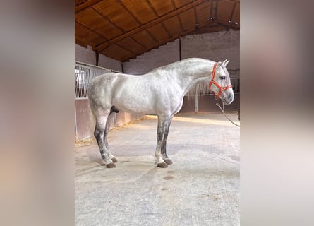 PRE Mix, Stallion, 4 years, 16,1 hh, Grey