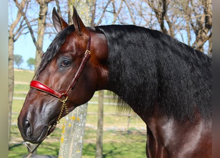 PRE Mix, Stallion, 4 years, 16,2 hh, Bay-Dark
