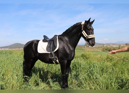 PRE Mix, Stallion, 4 years, 16,2 hh, Black