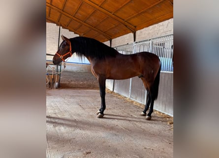 PRE, Stallion, 4 years, 16,2 hh, Brown