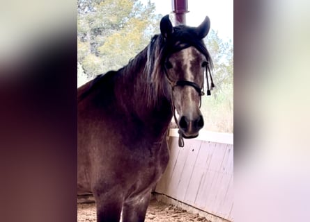 PRE, Stallion, 4 years, 16,2 hh, Brown Falb mold
