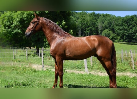 PRE, Stallion, 4 years, 16,2 hh, Chestnut-Red