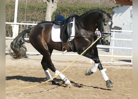 PRE Mix, Stallion, 4 years, 16,2 hh