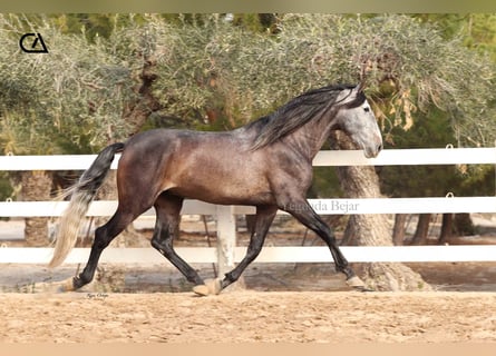 PRE Mix, Stallion, 4 years, 16,2 hh, Gray-Dapple