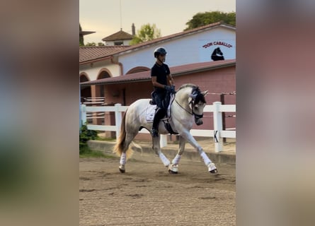 PRE Mix, Stallion, 4 years, 16,2 hh, Grey