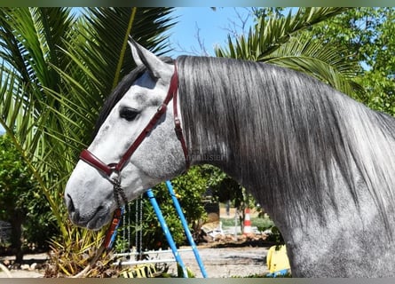 PRE, Stallion, 4 years, 16,2 hh, Grey