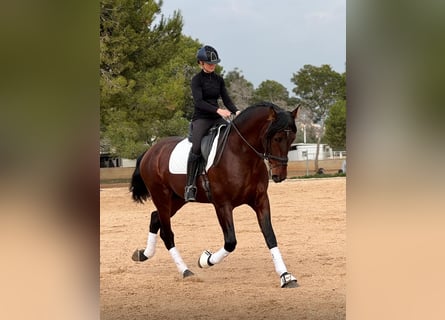 PRE Mix, Stallion, 4 years, 16,3 hh, Bay-Dark