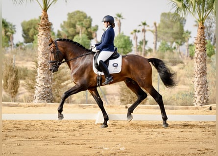 PRE Mix, Stallion, 4 years, 17.1 hh, Brown