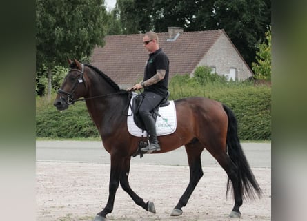 PRE Mix, Stallion, 4 years, 17 hh, Bay-Dark