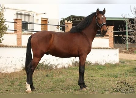 PRE, Stallion, 4 years, 17 hh, Brown