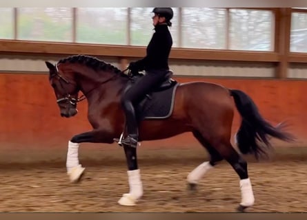 PRE, Stallion, 4 years, 17 hh, Brown