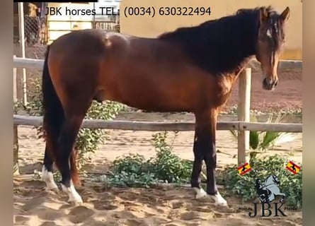 PRE Mix, Stallion, 4 years, 17 hh, Brown