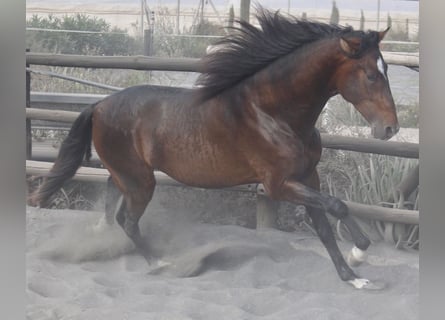 PRE Mix, Stallion, 4 years, 17 hh