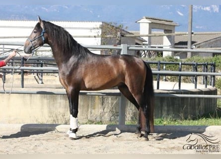 PRE, Stallion, 4 years, 17 hh, Gray