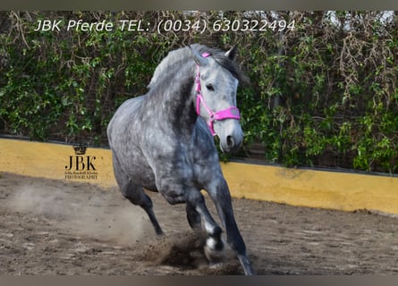 PRE Mix, Stallion, 4 years, 17 hh, Grey-Dapple