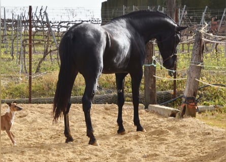 PRE Mix, Stallion, 4 years, Black