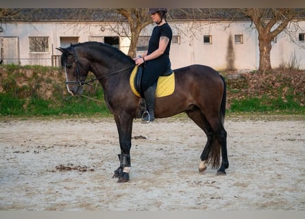 PRE, Stallion, 4 years